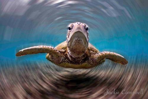 mad-as-a-marine-biologist:  T-whirl-tle Winning shot of the ‘Cuff-choice’ Cairns Underwater Film Festival 2012 by Jackie Campbell. 