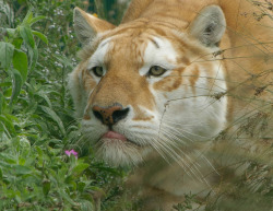 llbwwb:  Ginger Tiger (by simonh2159)