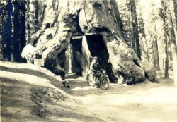 twoseparatecoursesmeet:  Motorcyclist on the road through the Wawona tree, Yosemite, 1930s. 