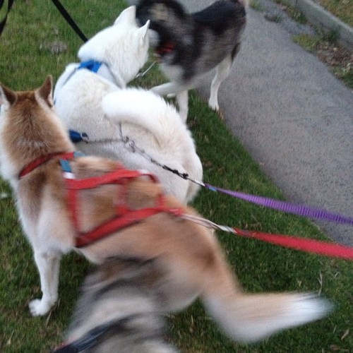 4 huskys, all different colours! #boston #carladestruction #malamute #husky #tattoos #yolo #swag #dog #puppy #dogsofinstagram #photooftheday #playdate #beach