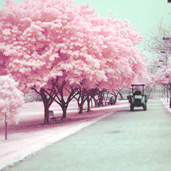 yeonhee-s:  cherry blossom/sakura i just