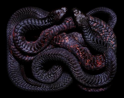 hearts-are-needles:black serpents