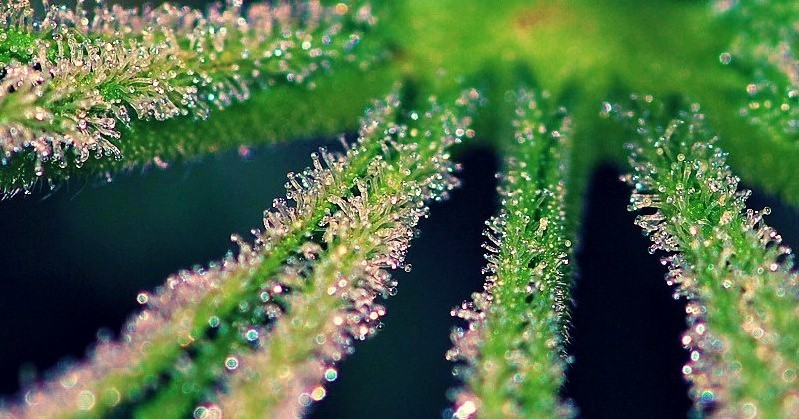 nicknigger:   all close up thc crystals, 