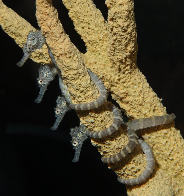 Here’s looking at you!
You can see seahorses like these juvenile tiger tails in our Splash Zone and “Secret Lives of Seahorses” exhibits.