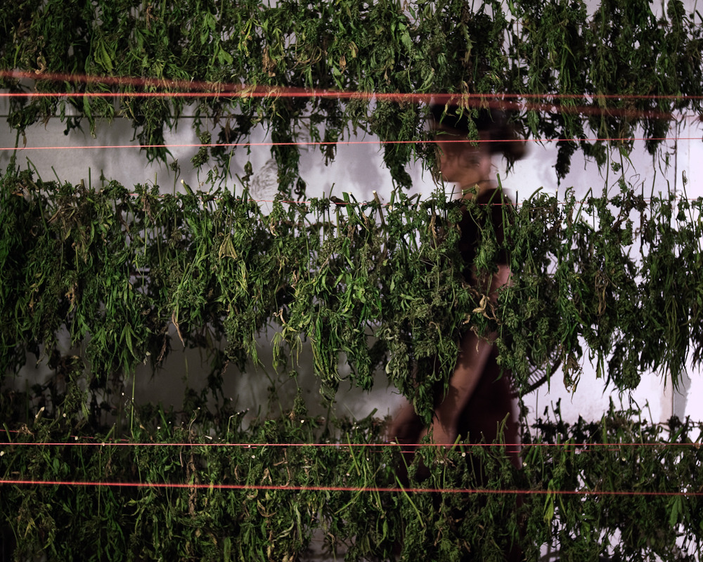 wired:  Many people see pot up close, but few have seen the elusive (and illegal)