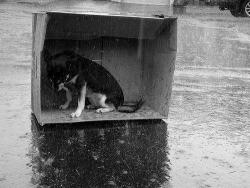 unsolnosilumina:  ”En algún lugar bajo la lluvia, siempre habrá un perro abandonado que me impedirá ser feliz” -Jean Anouilh 