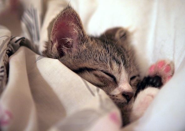 Cutest Cats