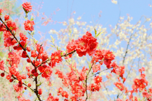 caelestial:  桃の花 by **Aya Yen** on Flickr. 