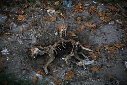 A puppy stands by remains of a dog local residents said was its mother, days after it was killed in 