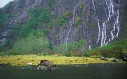 allcreatures:  Grizzly bear in the Great Bear Rainforest, Canada Picture: Alamy (via Animals in the wild: wildlife around the world - Telegraph)