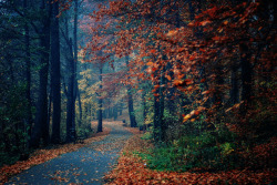 tangledleaves:  Autumn 