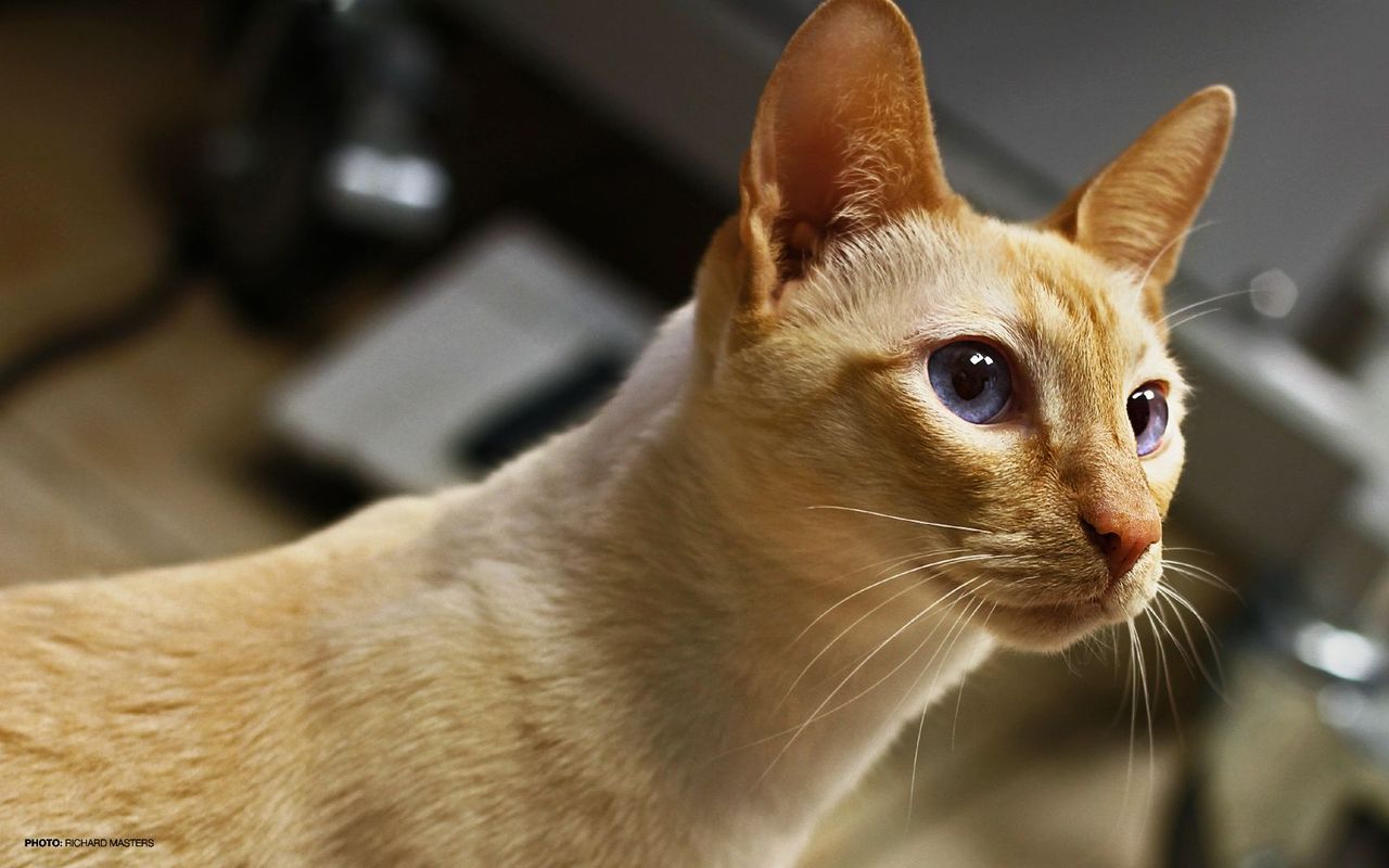 The Real Cat Blog