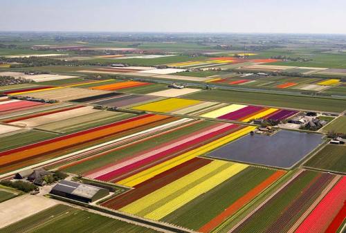  Tulip fields in the Netherlands 