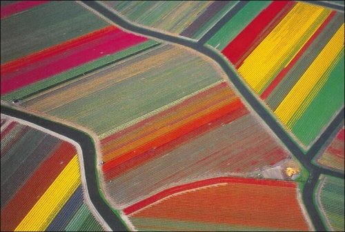  Tulip fields in the Netherlands 