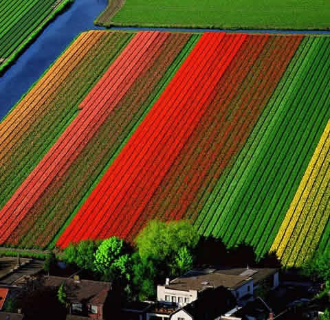  Tulip fields in the Netherlands 