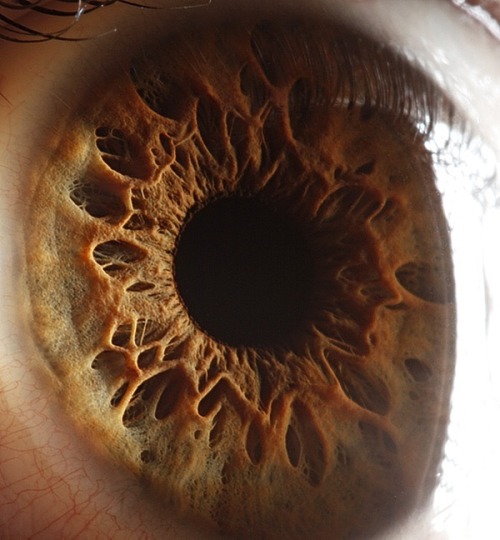 theoriginalroch:  treeeeston:  mustachioedghosts:  tessaviolet:  eomira:  tessaviolet:  sosuperawesome:  Extreme close-ups of human eyes by Suren Manvelyan  This just in: Eyes are terrifying.  You can actually see the hole that is our pupils…If eyes