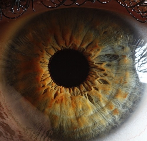 theoriginalroch:  treeeeston:  mustachioedghosts:  tessaviolet:  eomira:  tessaviolet:  sosuperawesome:  Extreme close-ups of human eyes by Suren Manvelyan  This just in: Eyes are terrifying.  You can actually see the hole that is our pupils…If eyes