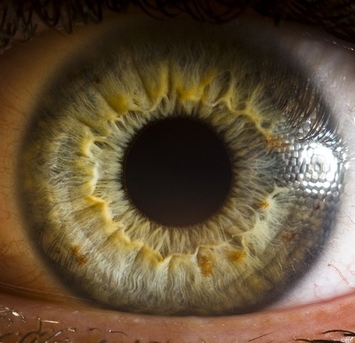 sheerio-stormer777:   Extreme close-ups of human eyes by Suren Manvelyan  WOAH 