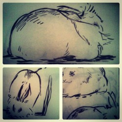 Some drawings of my mom&rsquo;s bunny.