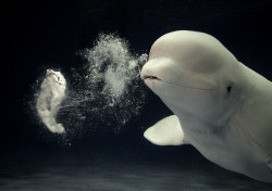 Beluga whales are known to blow bubble rings