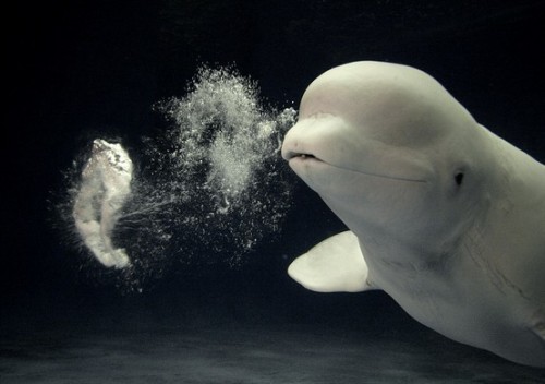 Sex Beluga whales are known to blow bubble rings pictures