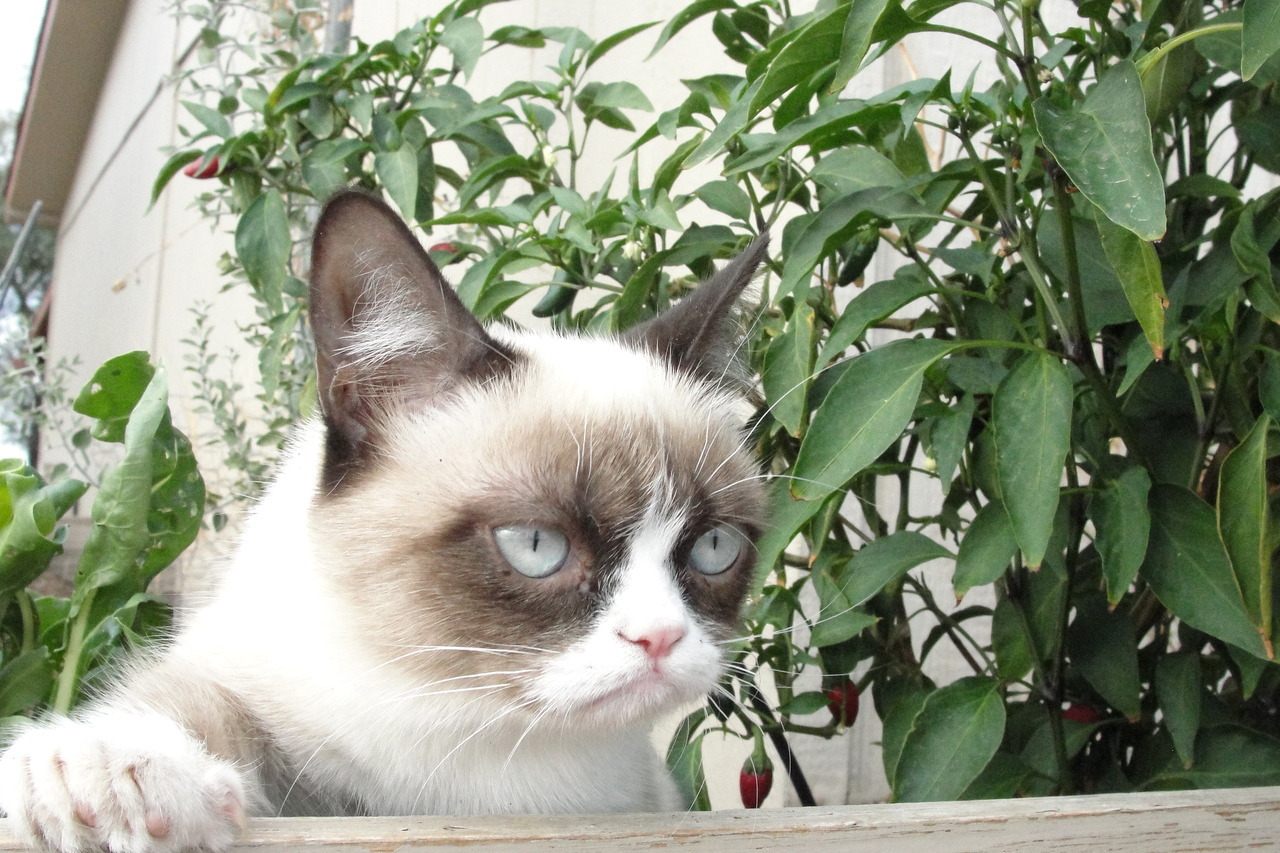 The Daily Grump | November 13, 2012