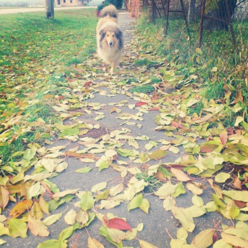 On a walk with my love. (: #mik #mik_falevelek #igaddict #igdaily #igershungary #igers #Jenny #mik_p