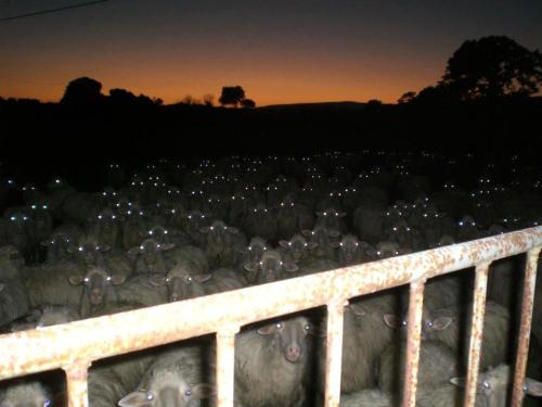 awildellethappears:rj-anderson:fringe-element:pqfigurine:sheepsCREEPIEST PHOTO OF SHEEP EVER.Once up