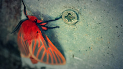 ordinary-beautiful:  Red Velvet…moth? (Kwazulu Natal, South Africa) 