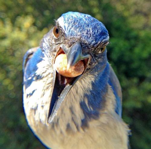 brain-food:  Bird Photo Booth The Bird Photo Booth is essentially a hand crafted bird feeder made from sustainably harvested wood along with CNC cut metal components that features a large macro lens fixated to the front. The macro lens attaches to the