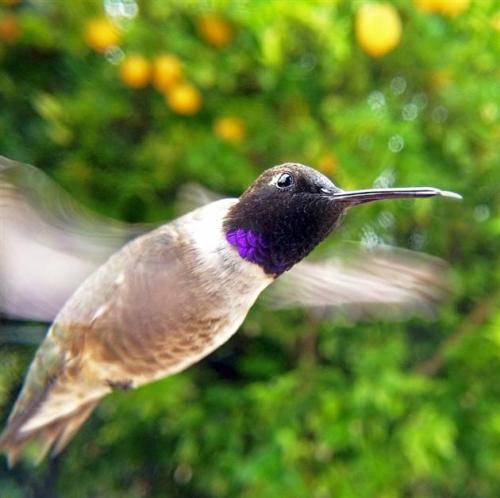 brain-food:  Bird Photo Booth The Bird Photo Booth is essentially a hand crafted bird feeder made from sustainably harvested wood along with CNC cut metal components that features a large macro lens fixated to the front. The macro lens attaches to the