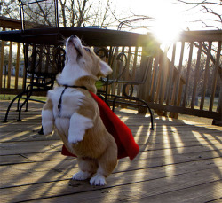 eddiebrr:  HA! Superdog! 