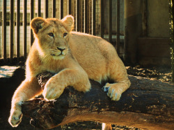 animals-plus-nature:  Lion whelp lying by alainverheij on Flickr.
