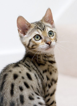 cattabulouscats:  Bengal &lt;3 