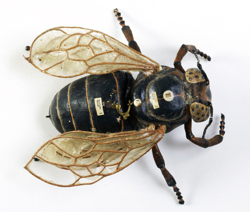 arsvivendi:  Paper Mache Bee Models by Dr. Louis Thomas Jerôme Auzoux (1797-1880)