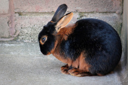 animalgazing:  Rabbit by GraphicReality on Flickr.  Gorgeous rabbit! *squishy hug*