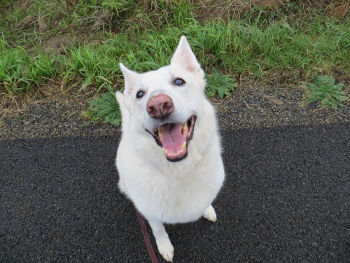 oregonforestdog:tragiccottonball:Old ladies on the trail- I love how their movements mirror each oth