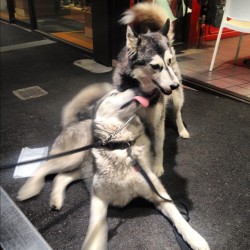 #derp face! @corrine_destruction #carladestruction #husky #hashtageverythingtopisspeopleoff #malamute #melbourne #tattoos #tattyslip #bestfriend #friends #beach #mordialloc #mordi #yolo #swag