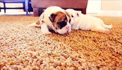 mediaplay:   English Bulldog puppies learning to walk for the first time (x)  I’M