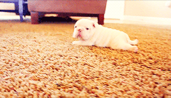 mediaplay:   English Bulldog puppies learning to walk for the first time (x)  I’M