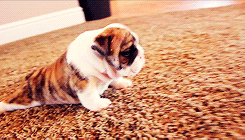 mediaplay:   English Bulldog puppies learning to walk for the first time (x)  I’M