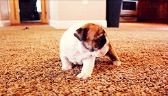 mediaplay:   English Bulldog puppies learning to walk for the first time (x)  I’M