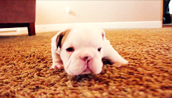 mediaplay:   English Bulldog puppies learning to walk for the first time (x)  I’M