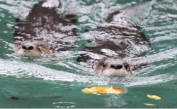 dailyotter:  Cue the Jaws Theme: Here Come