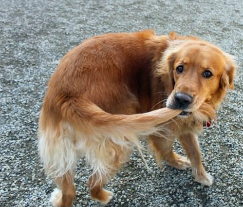 i-will-die-laughing:solarsweeps:the dog all puppies aspire to behe did ithe caught the tailhis face 