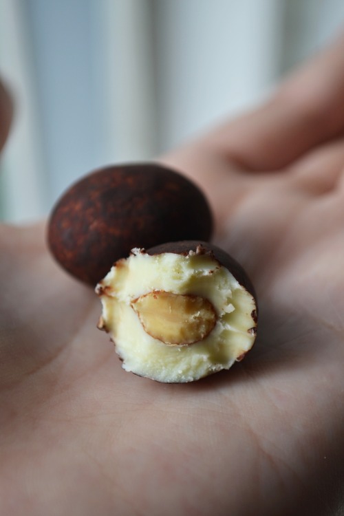 Tiramisu chocolate (roasted almonds in lovely white chocolate rolled in cocoa powder)