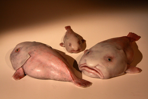 earth-song:  The blobfish (Psychrolutes marcidus) is a deep sea fish of the family Psychrolutidae. Inhabiting the deep waters off the coasts of mainland Australia and Tasmania, it is rarely seen by humans. Blobfish live at depths between 600–1,200 m