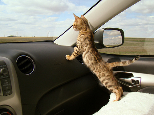 Animal Car Cat Clouds Cool Cute Cuteness Pattern Kitten Kitty - PicShip @weheartit.com