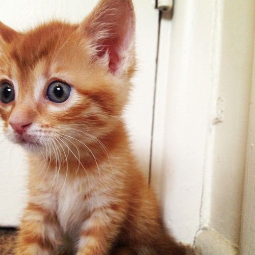 fuckyeahcuteanimalss:  (via Surprise, I am adorable!)