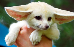 distortedcity:  dekkeaux:  what is this and how do i get it in my arms all ready to cuddle right this very moment?!   Is that a fennec fox? Oh god I bet they’re illegal here. That would be New York. 